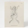 Cognitive Surplus Frog Dissection Card - Biology Stationery | * Greeting Cards | Biology