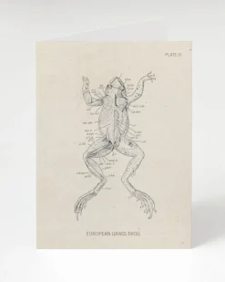 Cognitive Surplus Frog Dissection Card - Biology Stationery | * Greeting Cards | Biology