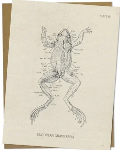 Cognitive Surplus Frog Dissection Card - Biology Stationery | * Greeting Cards | Biology