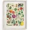 Cognitive Surplus Fruit & Vegetables Scientific Illustration Museum Print* Wall Art | Kitchen Science