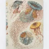 Cognitive Surplus Haeckel Jellyfish Hardcover - Blank* The Theory | Marine Biology