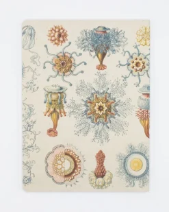 Cognitive Surplus Haeckel Jellyfish Softcover Notebook - Dot Grid* The Experiment | Marine Biology