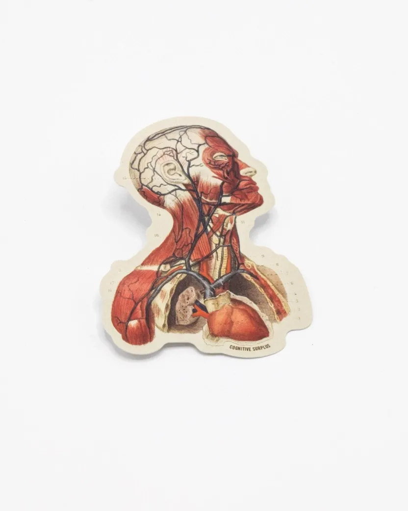 Cognitive Surplus Head Anatomy Sticker* Stickers | Medicine
