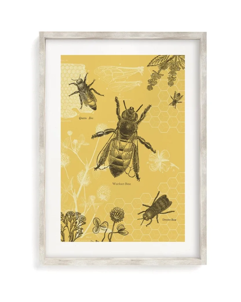 Cognitive Surplus Honey Bee Scientific Illustration Museum Print* Wall Art | Entomology