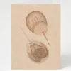 Cognitive Surplus Horseshoe Crab Greeting Card - Marine Biology Card | * Greeting Cards | Biology