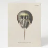 Cognitive Surplus Horseshoe Crab Greeting Card - Marine Biology Card | * Greeting Cards | Biology