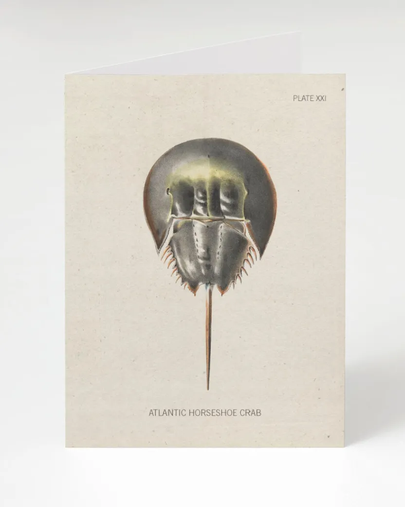 Cognitive Surplus Horseshoe Crab Greeting Card - Marine Biology Card | * Greeting Cards | Biology
