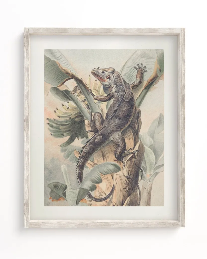Cognitive Surplus Iguana Scientific Illustration Museum Print* Wall Art | Biology