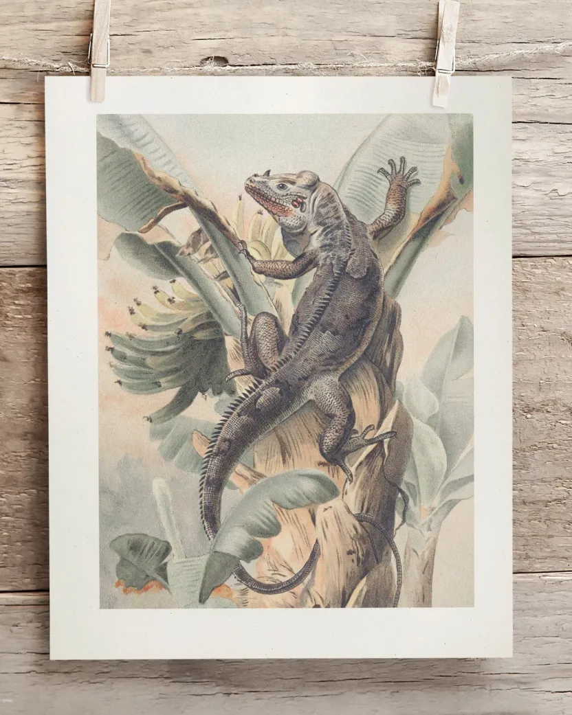 Cognitive Surplus Iguana Scientific Illustration Museum Print* Wall Art | Biology