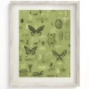 Cognitive Surplus Insect Scientific Illustration Museum Print* Wall Art | Entomology
