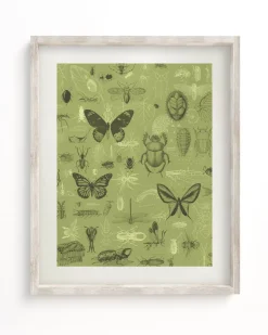 Cognitive Surplus Insect Scientific Illustration Museum Print* Wall Art | Entomology