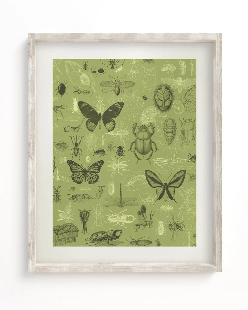 Cognitive Surplus Insect Scientific Illustration Museum Print* Wall Art | Entomology