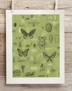 Cognitive Surplus Insect Scientific Illustration Museum Print* Wall Art | Entomology