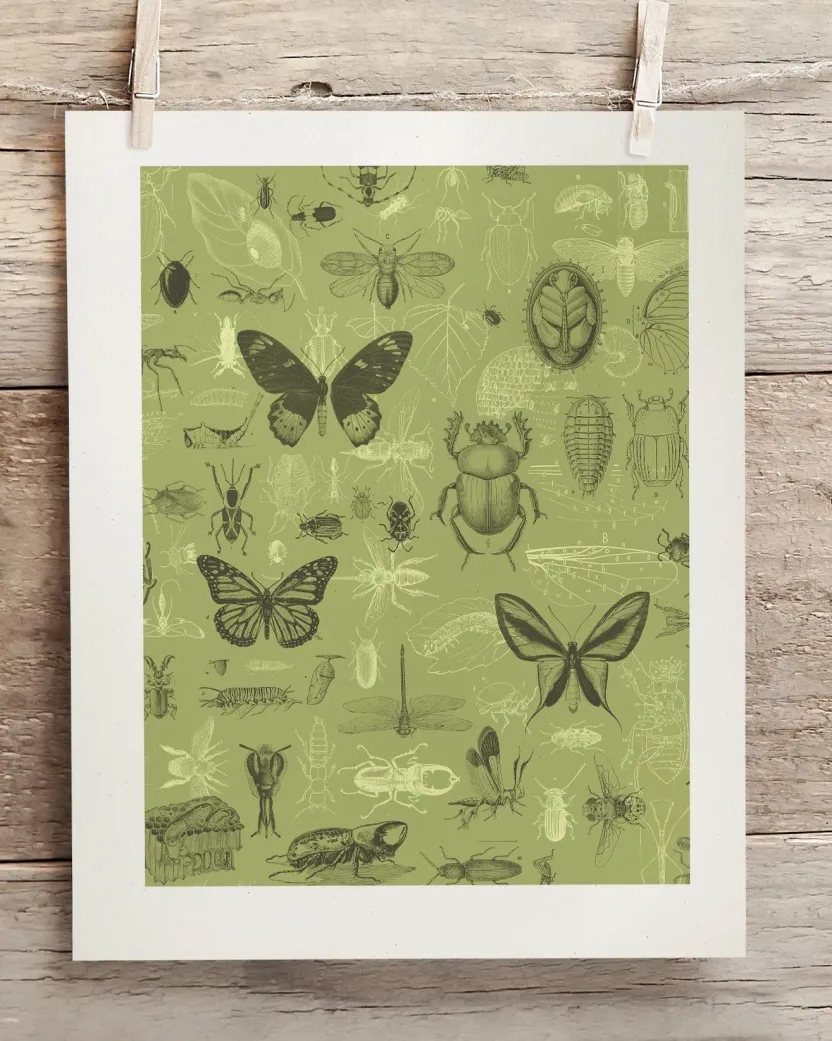 Cognitive Surplus Insect Scientific Illustration Museum Print* Wall Art | Entomology