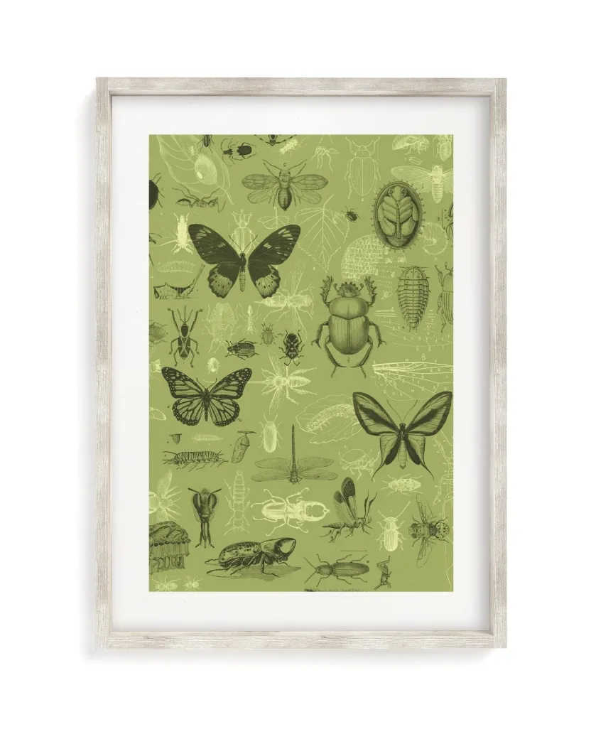 Cognitive Surplus Insect Scientific Illustration Museum Print* Wall Art | Entomology