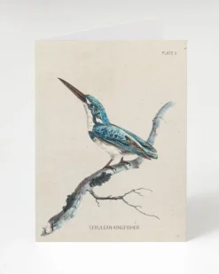 Cognitive Surplus Kingfisher Bird Greeting Card - Ornithology Sationery | * Greeting Cards | Ornithology