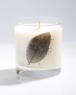 Cognitive Surplus Leaf Diagram Cocktail Candle* Candles | Botany