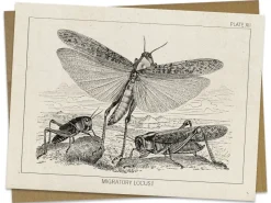Cognitive Surplus Locust Greeting Card - Entomology Stationery | * Greeting Cards | Biology