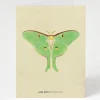 Cognitive Surplus Luna Moth Illustration Card - Insect Print | * Greeting Cards | Biology