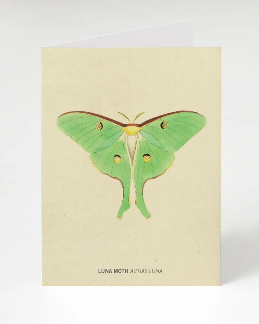 Cognitive Surplus Luna Moth Illustration Card - Insect Print | * Greeting Cards | Biology
