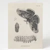 Cognitive Surplus Metamorphosis Card - Graduation Card | * Greeting Cards | Biology