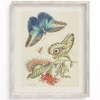 Cognitive Surplus Metamorphosis Print | Biology Art* Wall Art | Entomology