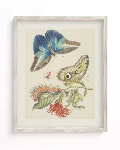 Cognitive Surplus Metamorphosis Print | Biology Art* Wall Art | Entomology
