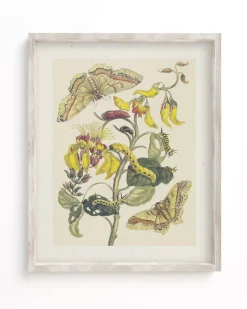 Cognitive Surplus Metamorphosis Print | Biology Art* Wall Art | Entomology
