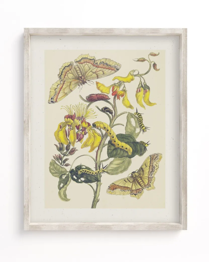 Cognitive Surplus Metamorphosis Print | Biology Art* Wall Art | Entomology