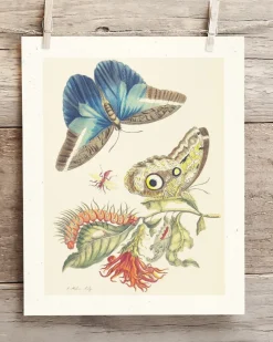 Cognitive Surplus Metamorphosis Print | Biology Art* Wall Art | Entomology