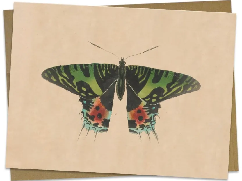 Cognitive Surplus Moth Greeting Card - Entomology Stationery | * Greeting Cards | Biology