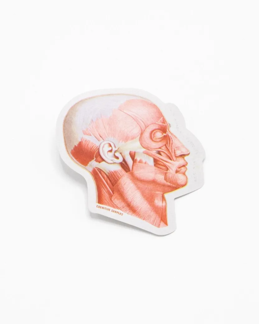 Cognitive Surplus Muscles of the Face Sticker* Stickers | Medicine