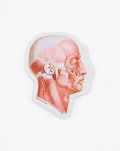 Cognitive Surplus Muscles of the Face Sticker* Stickers | Medicine