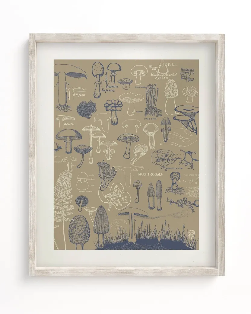 Cognitive Surplus Mushrooms Scientific Illustration Museum Print* Wall Art | Kitchen Science
