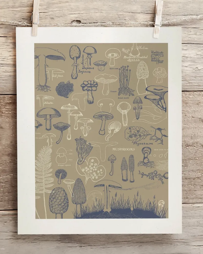 Cognitive Surplus Mushrooms Scientific Illustration Museum Print* Wall Art | Kitchen Science