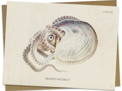 Cognitive Surplus Octopus: Argonaut Greeting Card - Marine Biology Stationery | * Greeting Cards | Marine Biology