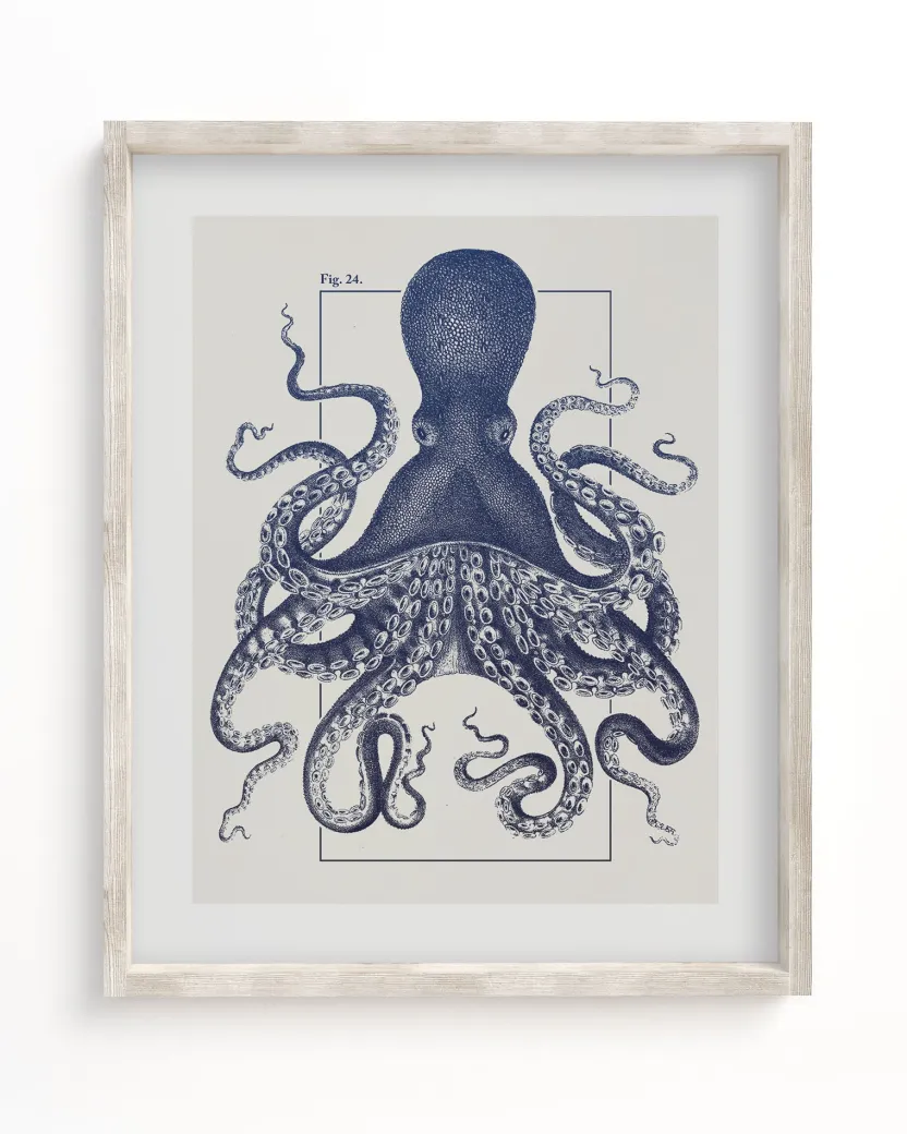 Cognitive Surplus Octopus Scientific Illustration Museum Print* Wall Art | Marine Biology