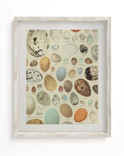 Cognitive Surplus Oology Bird's Eggs Scientific Illustration Museum Print* Wall Art | Veterinary Science