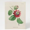 Cognitive Surplus Passion Flower Greeting Card - Science Stationery | * Greeting Cards | Botany