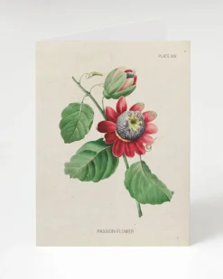 Cognitive Surplus Passion Flower Greeting Card - Science Stationery | * Greeting Cards | Botany