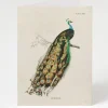 Cognitive Surplus Peacock Greeting Card - Science Stationery | * Greeting Cards | Ornithology