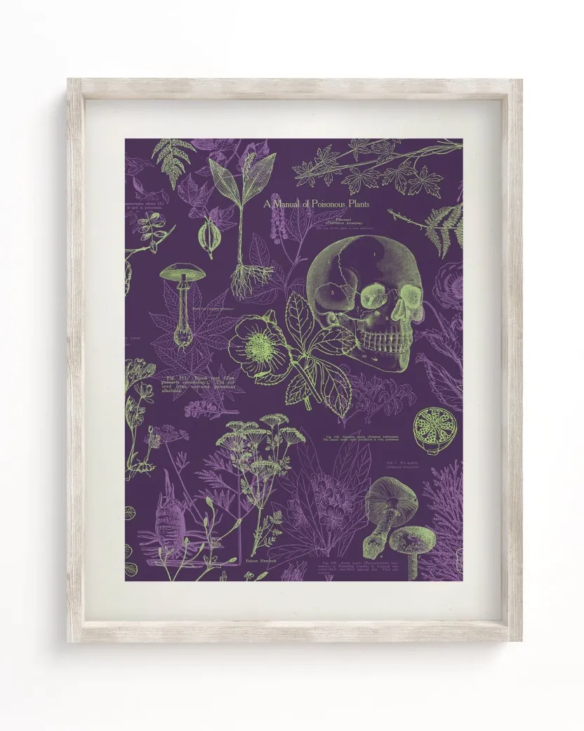 Cognitive Surplus Poisonous Plants Scientific Illustration Museum Print* Wall Art | Botany