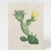 Cognitive Surplus Prickly Pear Cactus Card - Science Stationery | * Greeting Cards | Botany