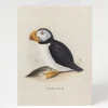 Cognitive Surplus Puffin Greeting Card - Bird Card | * Greeting Cards | Ornithology