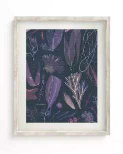 Cognitive Surplus Seaweed Scientific Illustration Museum Print* Wall Art | Marine Biology