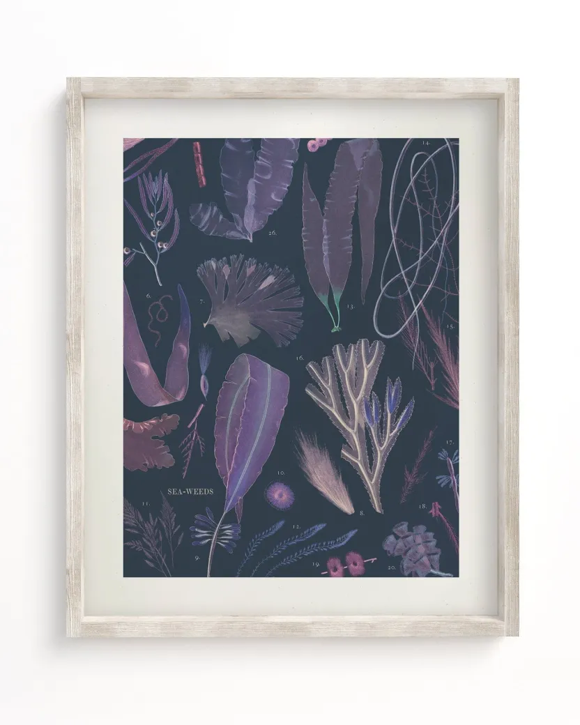 Cognitive Surplus Seaweed Scientific Illustration Museum Print* Wall Art | Marine Biology