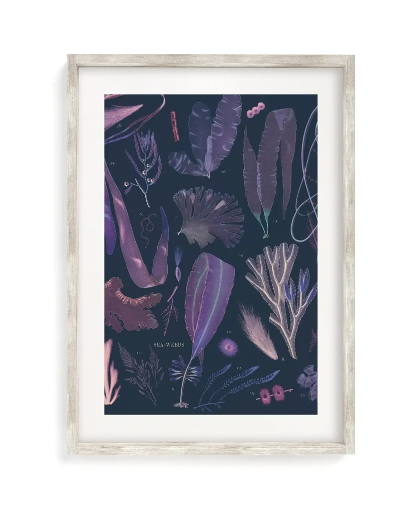 Cognitive Surplus Seaweed Scientific Illustration Museum Print* Wall Art | Marine Biology