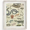 Cognitive Surplus Serpents: Reptiles & Amphibians Scientific Illustration Museum Print* Wall Art | Biology