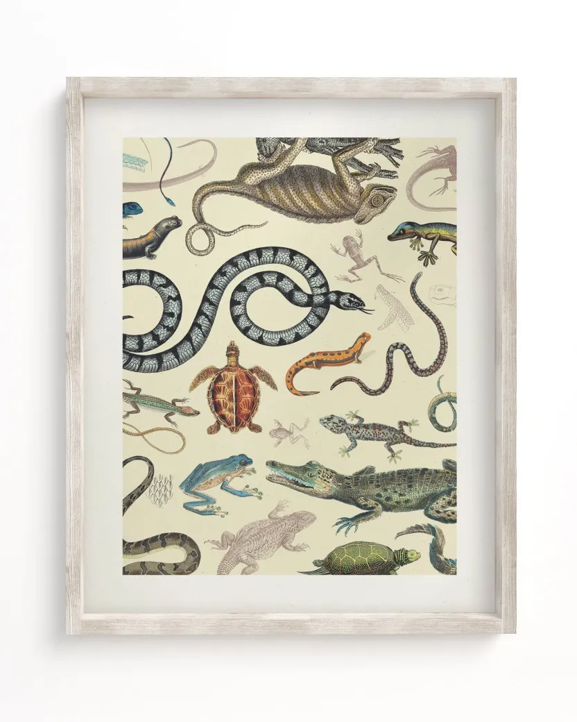 Cognitive Surplus Serpents: Reptiles & Amphibians Scientific Illustration Museum Print* Wall Art | Biology