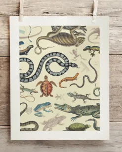 Cognitive Surplus Serpents: Reptiles & Amphibians Scientific Illustration Museum Print* Wall Art | Biology